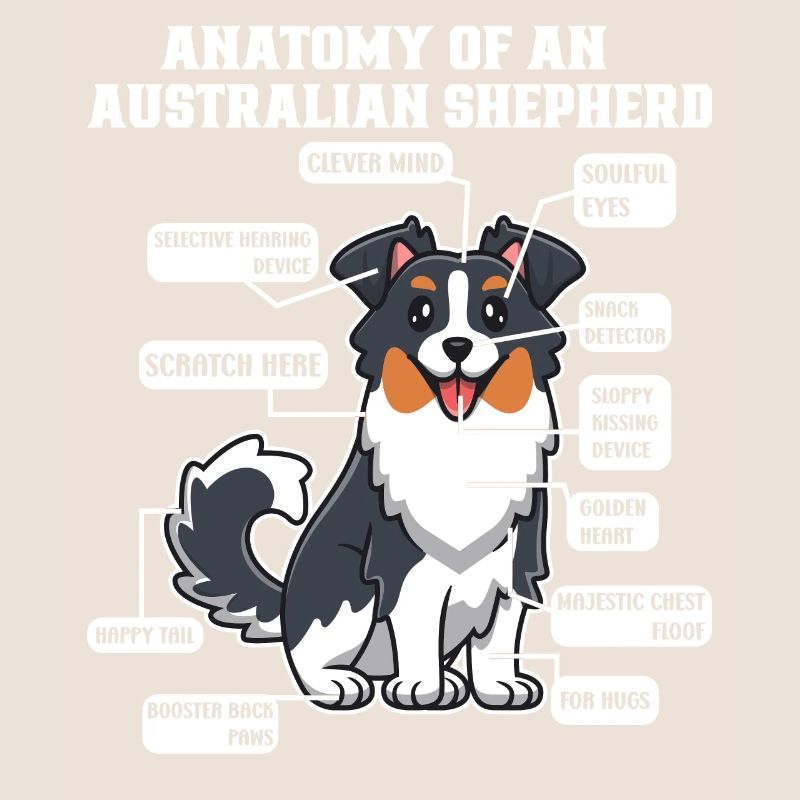 Australischer Schäferhund Aussie Dad Aussie Mom