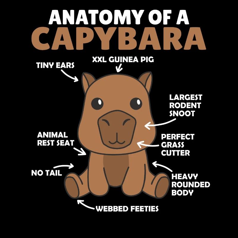 Explication de Capybara Douce Anatomie d’un Capybara