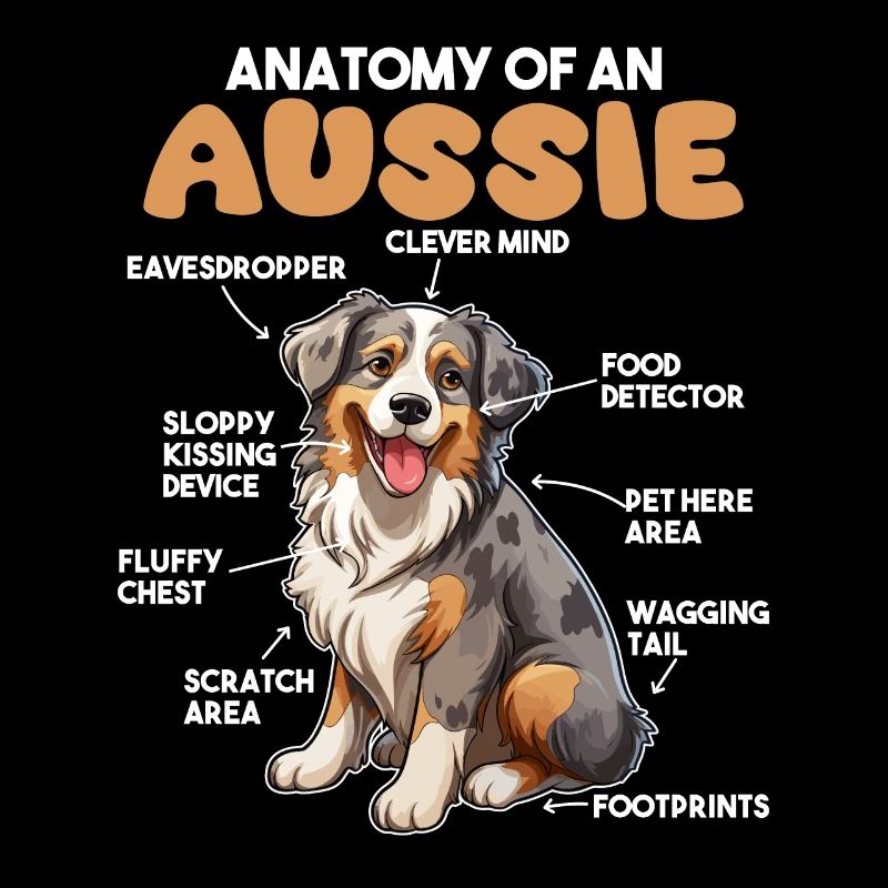Explication du chien Anatomie d’un berger australien