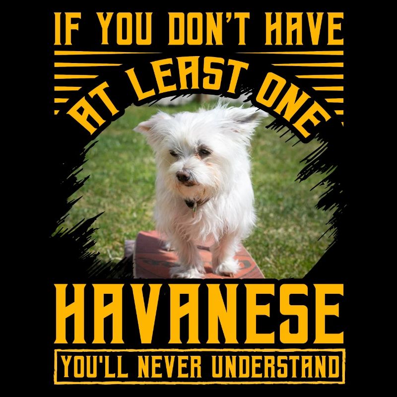Si vous n’avez pas au moins un bichon havanais, vous