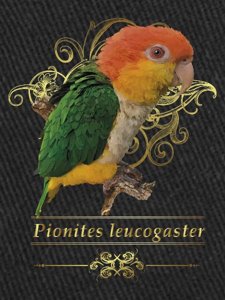 Der orangeköpfige Caique