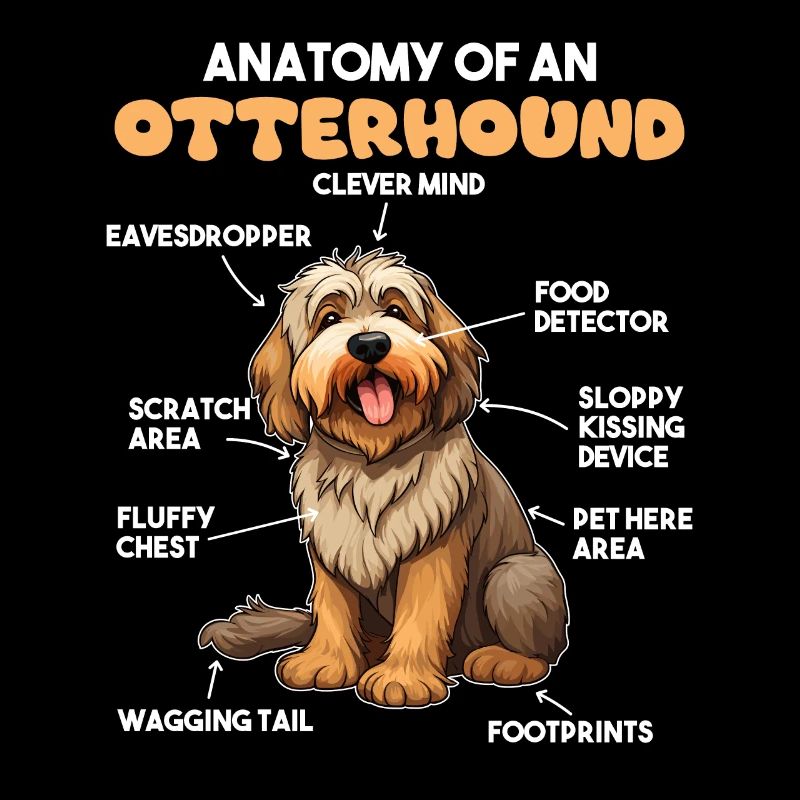 Explication du chien Anatomie d’un lévrier