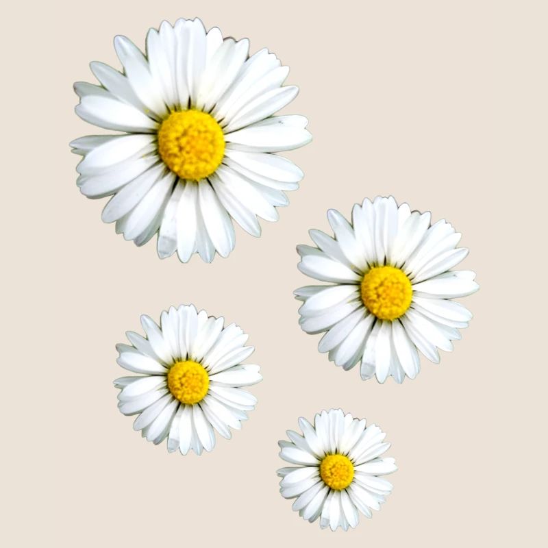 Gänseblümchen,blumen,Blüten