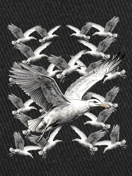 Seagull Seagulls Maritime