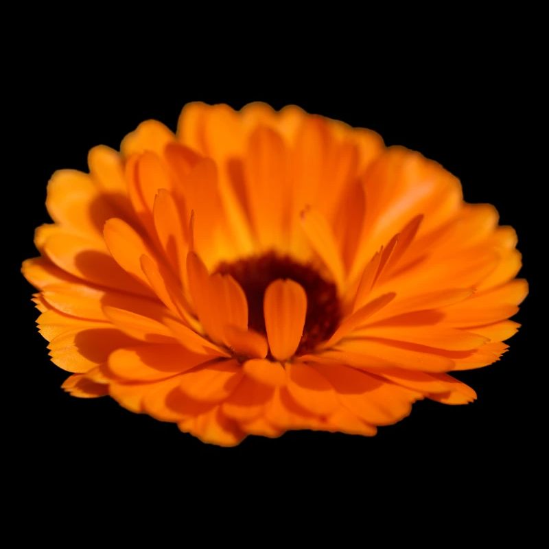 Ringelblume