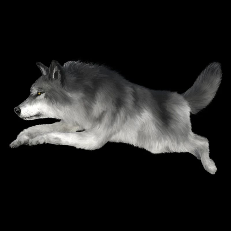 Grauer Wolf rennt