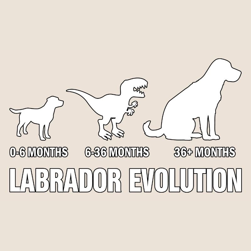 Évolution du Labrador