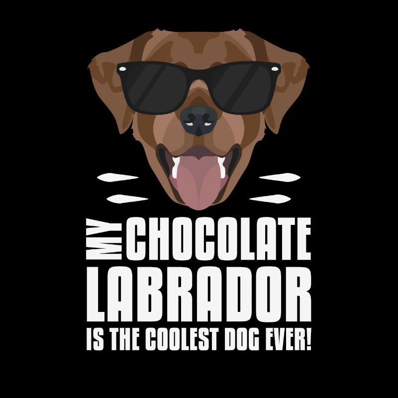 Mein Schoko Labrador, Lab ist der Coolste
