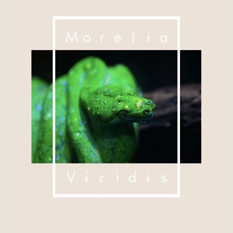Morelia Viridis Snake Keeper Arbre Vert Python