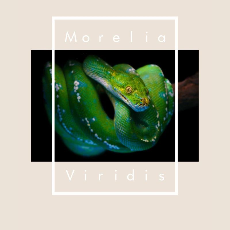 Morelia Viridis Arbre Vert Python Serpent Gardien