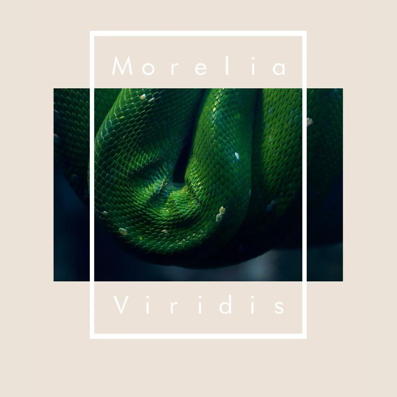 Arbre vert Python Morelia Viridis Serpent