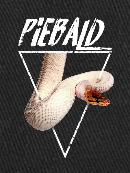 Piebald Ball Python Reptilienpfleger