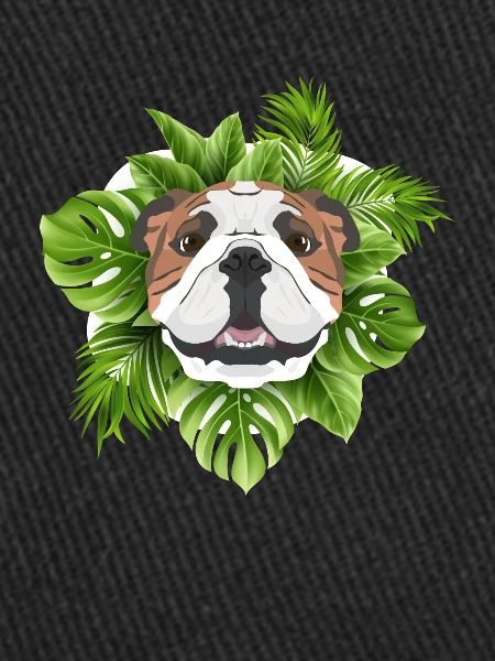 Bouledogue anglais tropical