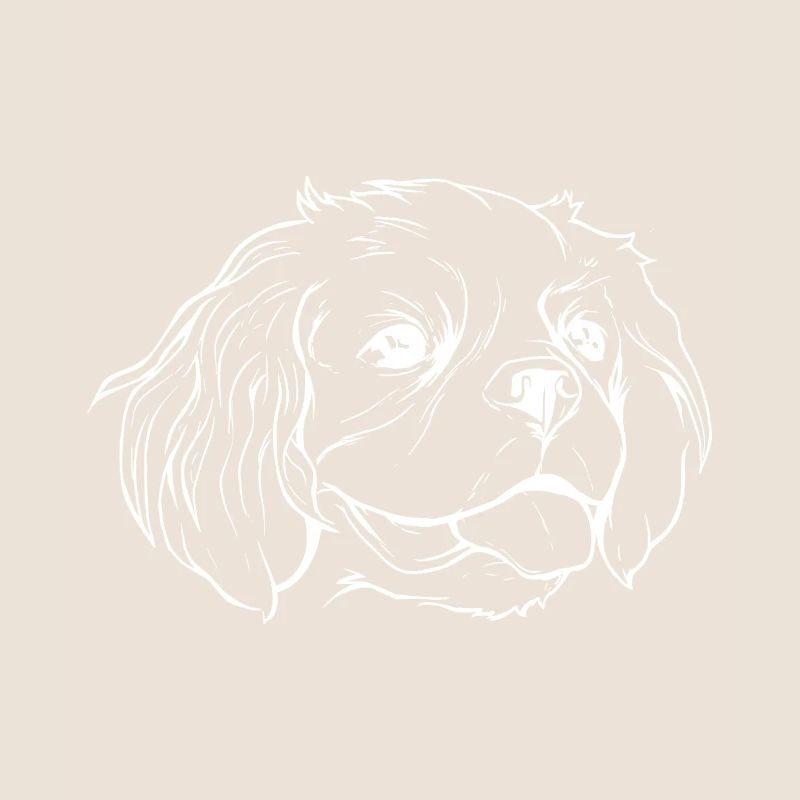 Cavalier Hund