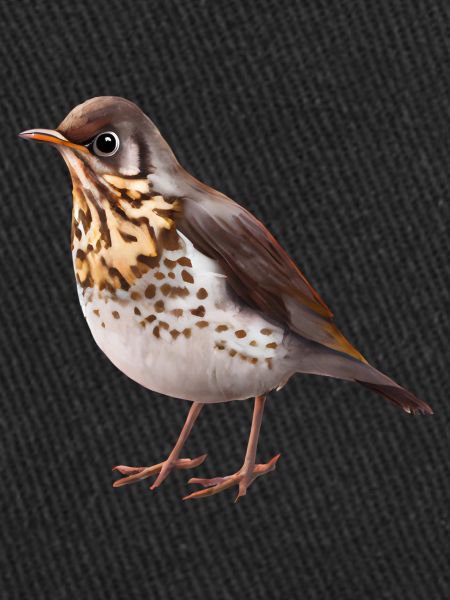 Thrush bird