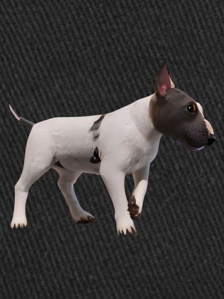 Miniature Bull Terrier