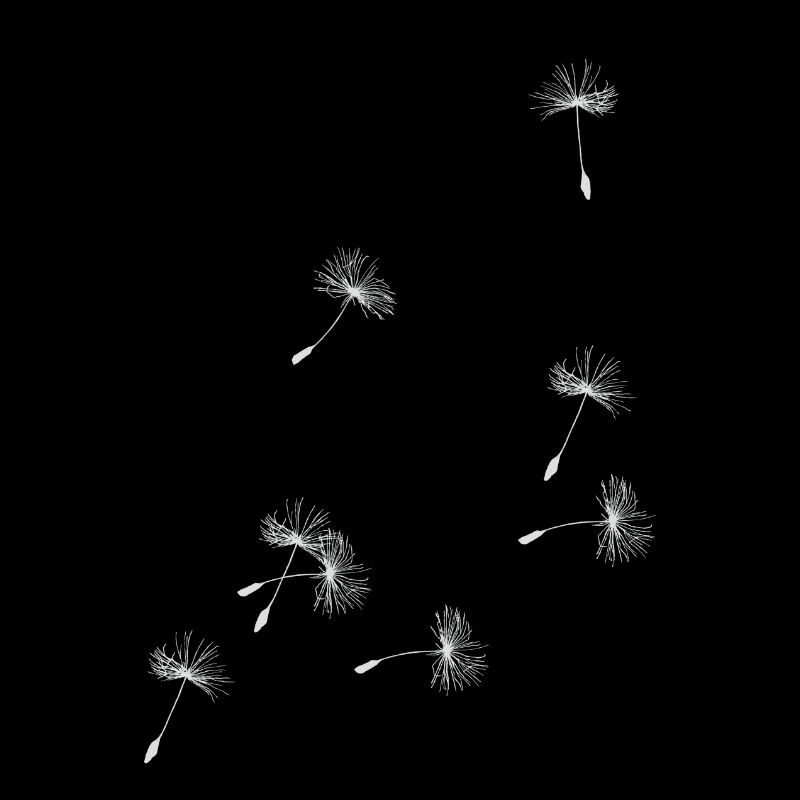 Flugschirme der Pusteblume. Geschenk