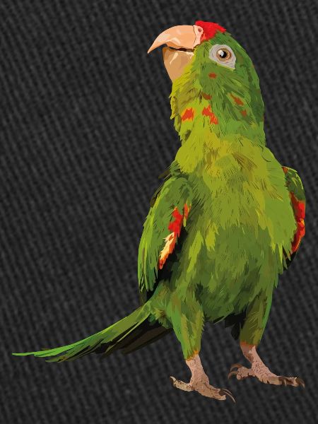 red-fronted parakeet