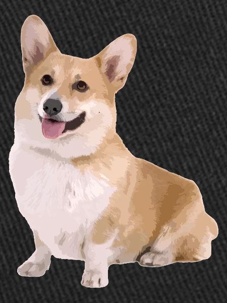 Corgi