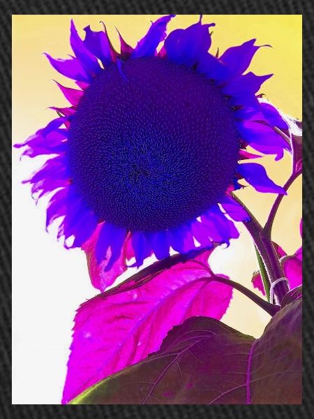 fleur d’été pop Art