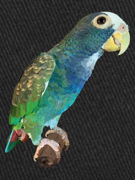 Senile Parrot