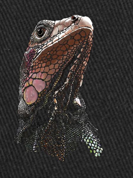 IGUANA