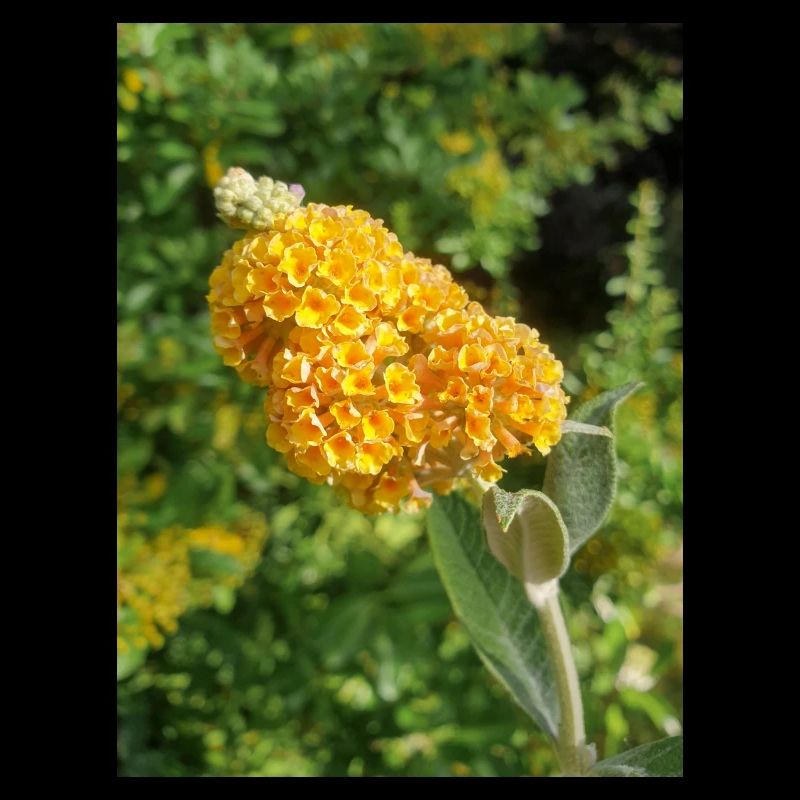 buddleia, buisson de papillons ou lilas d’été 'Sungold'