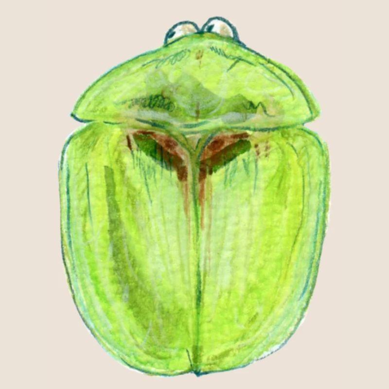 Distel Schildkäfer