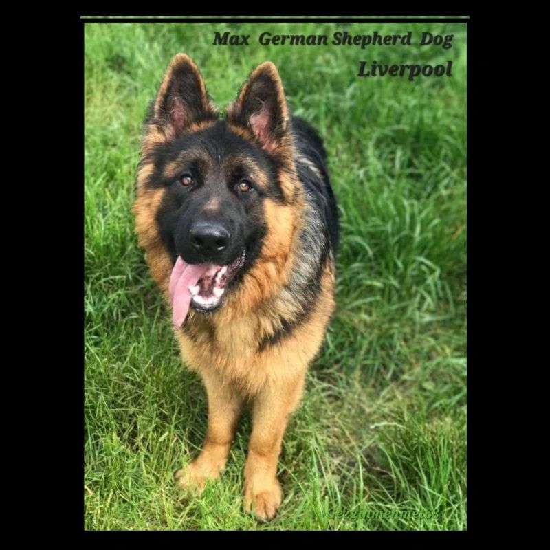 Max German Shepherd, Black & Tan loyal friend