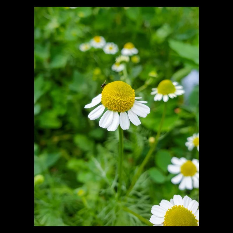chamomile also kamilla (in german Echte Kamille)