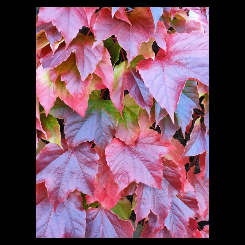 Feuilles d’automne rouges Vignes Feuilles d’automne feuillage Photo