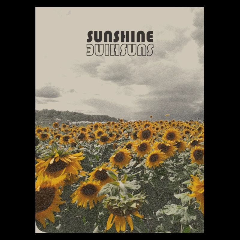 Sonnenblumen