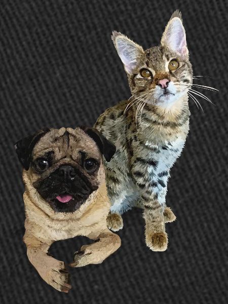 Carlin et chat