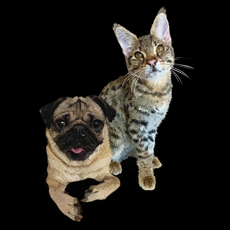 Mops und Katze