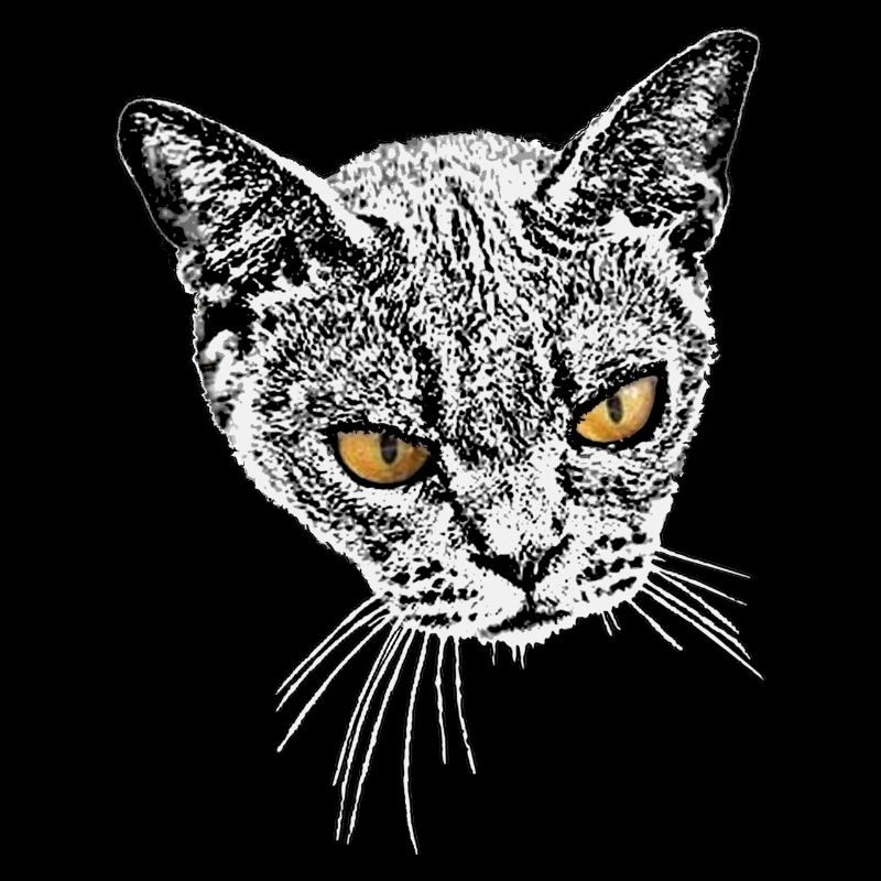 Chat de location maléfique