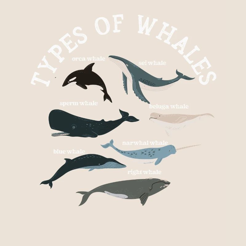 Types de baleines Whale Lovers Whales Espèces de baleines