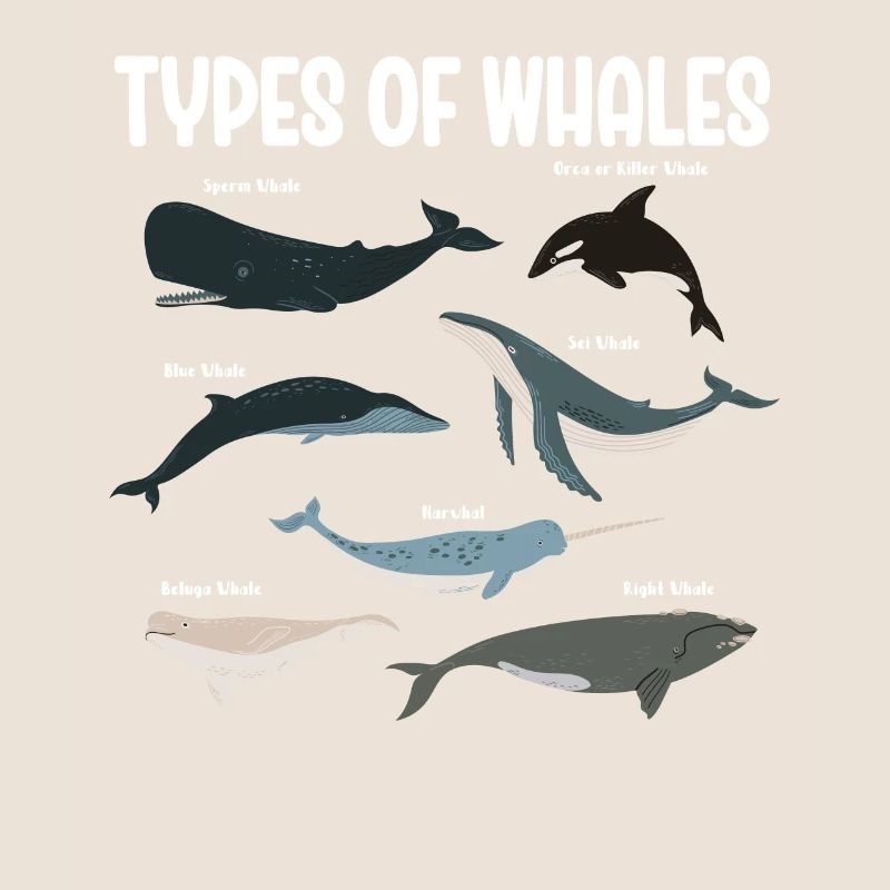 Types de baleines Whale Lovers Whales Espèces de baleines