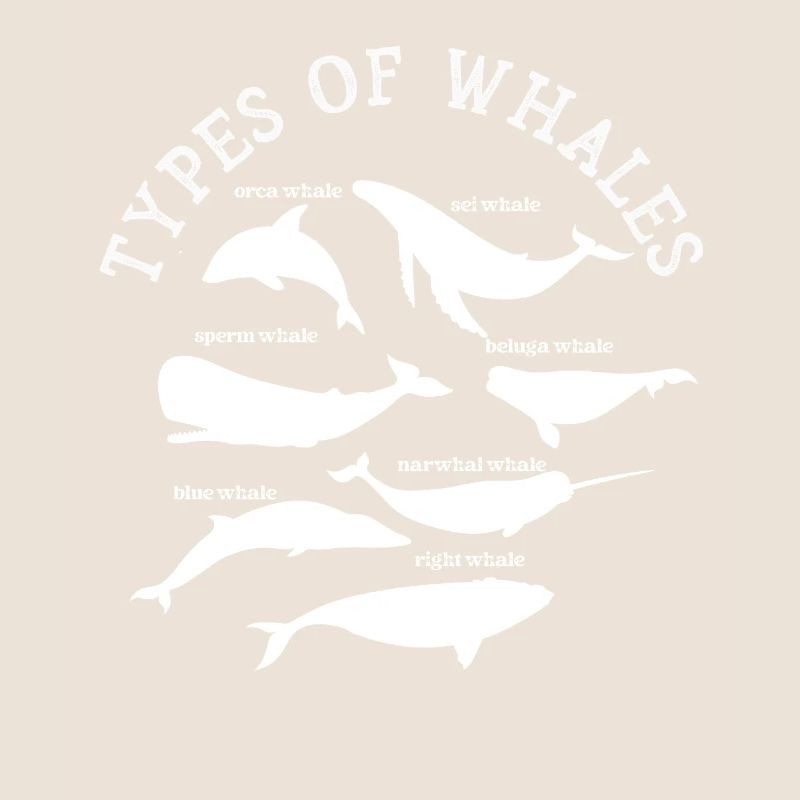 Types de baleines Whale Lovers Whales Espèces de baleines
