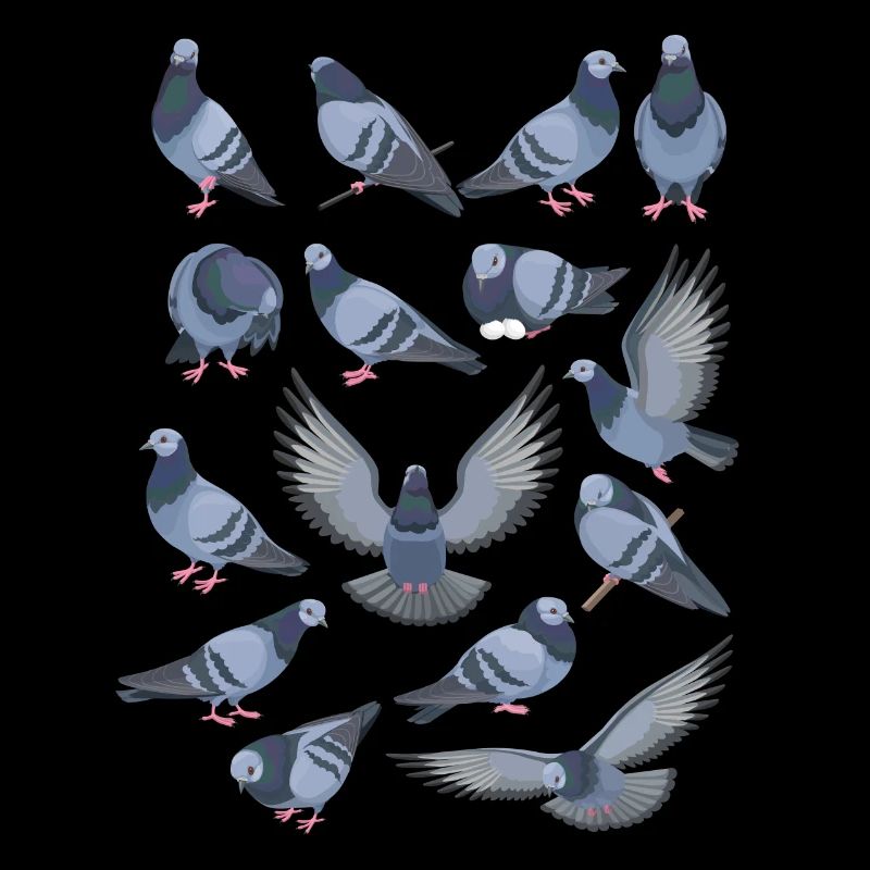 Drôle d’observation d’oiseaux