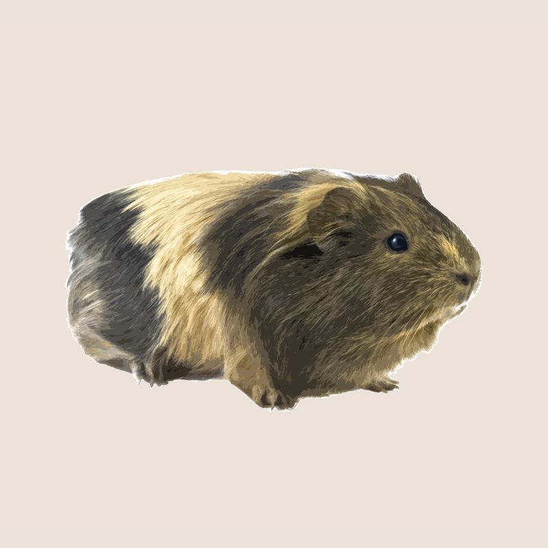 Cochon d'Inde