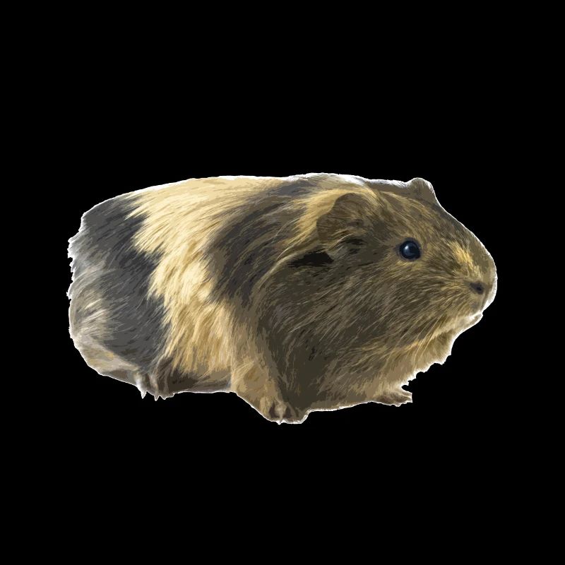 Meerschweinchen