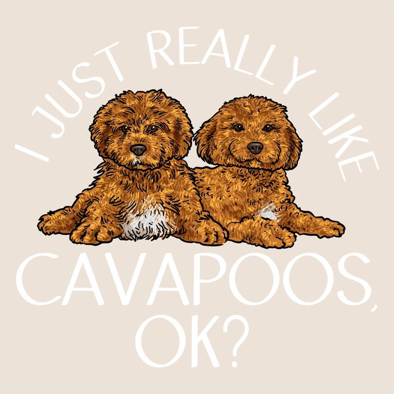 Cavapoo Cavoodle Capoodle Chien