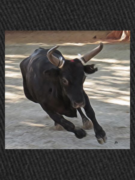 TAUREAU CAMARGUE