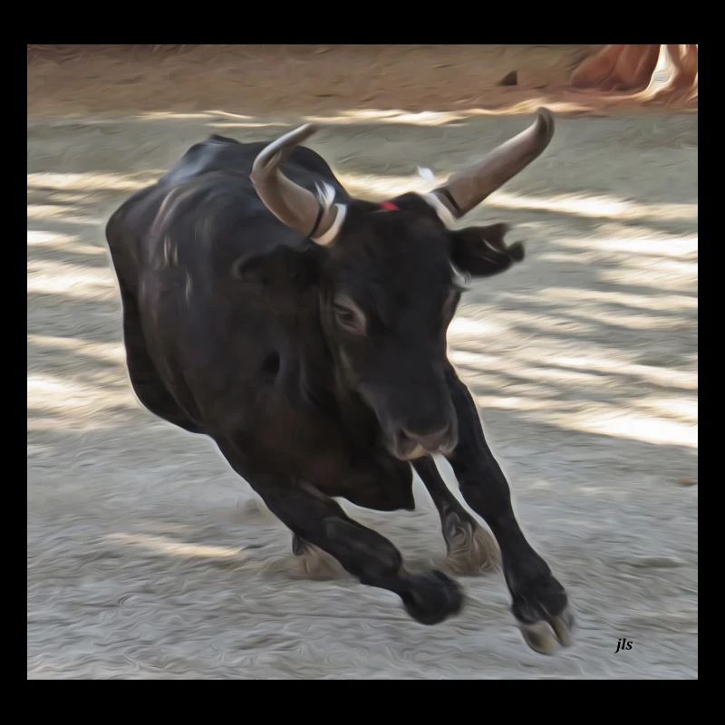 TAUREAU CAMARGUE