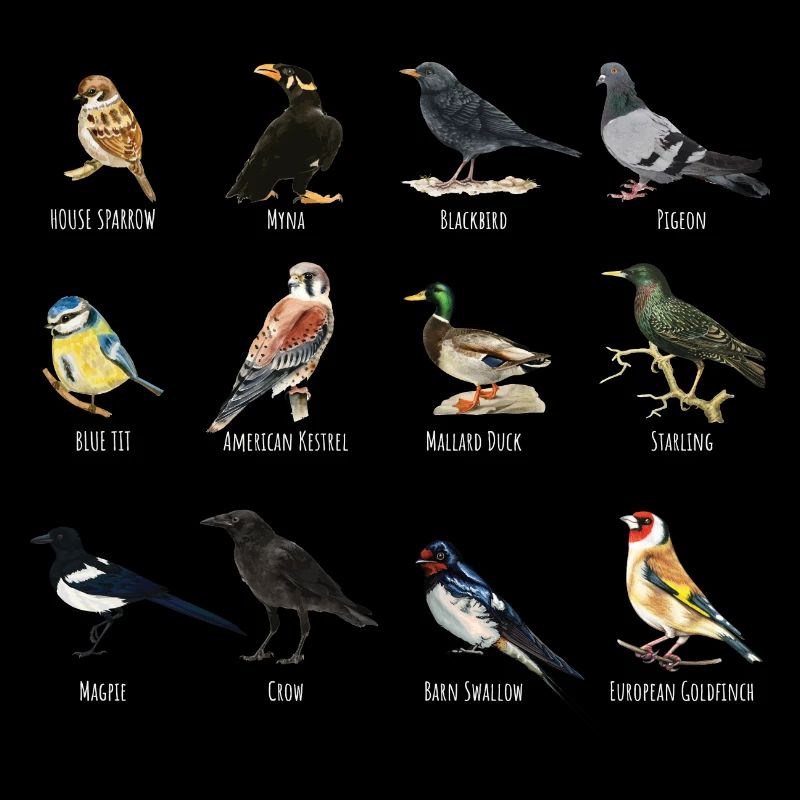 Espèces d’oiseaux d’Australie américaine