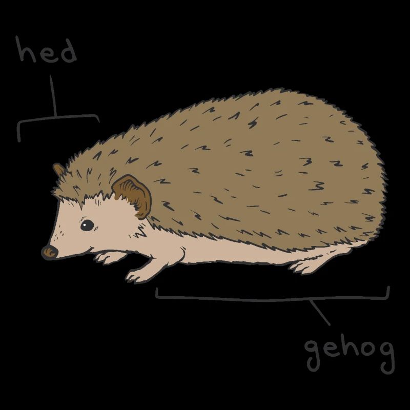 Hedgie Hérisson Anatomie Hérisson