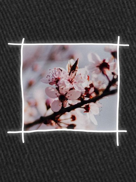 Cherry Blossoms & Cherry Tree