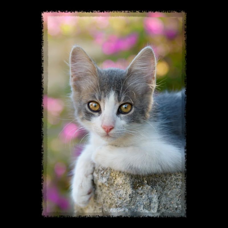 chaton gris-blanc mignon