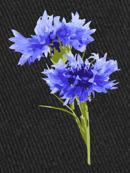 cornflower
