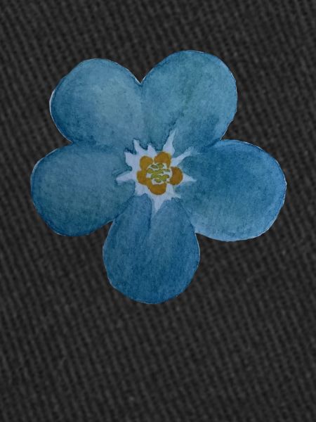 Forget-me-not bloom